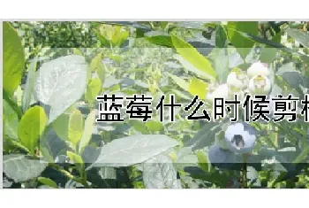 蓝莓什么时候剪枝