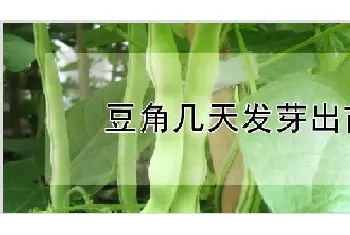 豆角几天发芽出苗