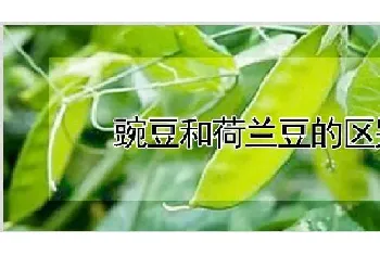 豌豆和荷兰豆的区别