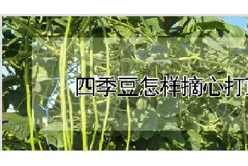 四季豆怎样摘心打顶