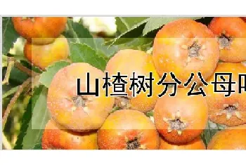 山楂树分公母吗