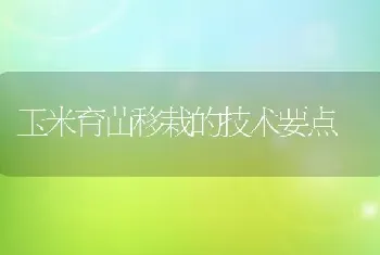 玉米育苗移栽的技术要点