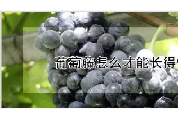 葡萄藤怎么才能长得快