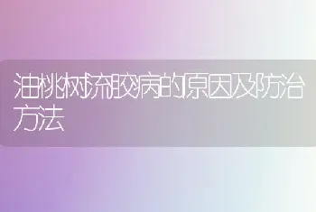 油桃树流胶病的原因及防治方法