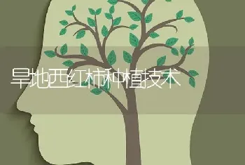 旱地西红柿种植技术