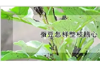 蚕豆怎样整枝摘心