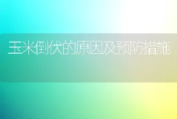 玉米倒伏的原因及预防措施