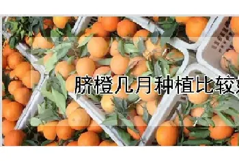 脐橙几月种植比较好