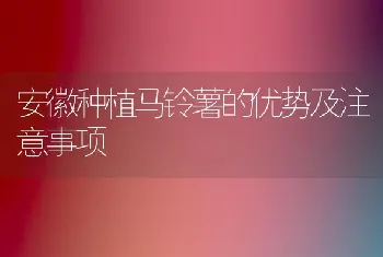 安徽种植马铃薯的优势及注意事项