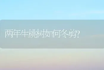 两年生桃树如何冬剪?