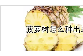 菠萝树怎么种出来