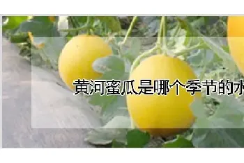 黄河蜜瓜是哪个季节的水果