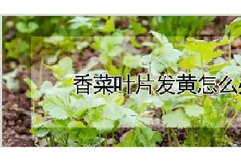 香菜叶片发黄怎么办