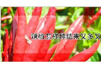 辣椒怎样种结果又多又大