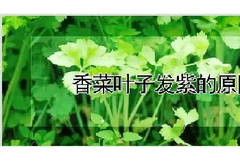 香菜叶子发紫的原因