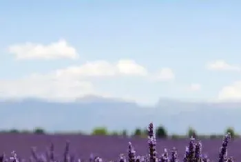 表示娴静的花,花语是娴静的花?