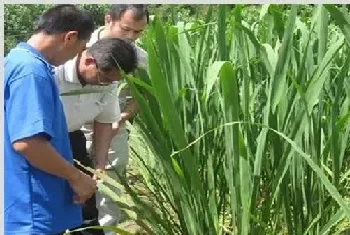 茭白纹枯病的防治方法