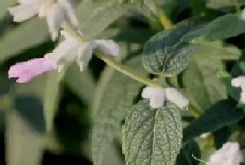 鼠尾草一年开几次花?鼠尾草形态特征与植物学史