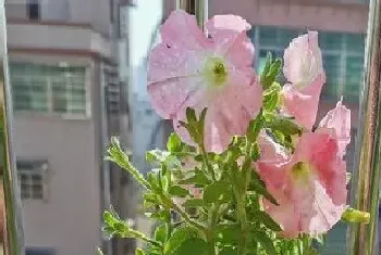 和矮牵牛花很像的花?