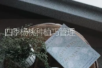 四季杨桃种植巧管理