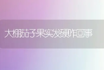 大棚茄子果实发硬咋回事