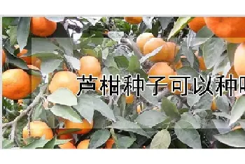 芦柑种子可以种吗