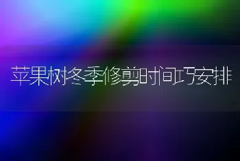 苹果树冬季修剪时间巧安排