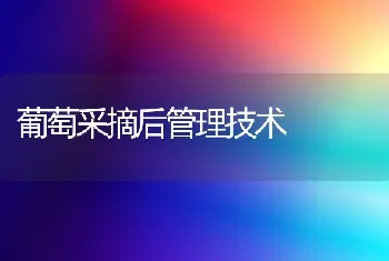 大棚西红柿无公害种植技术