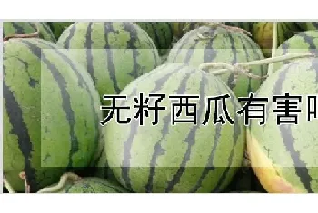 无籽西瓜有害吗