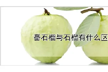 番石榴与石榴有什么区别