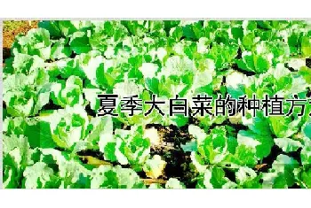 夏季大白菜的种植方法