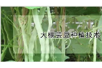 大棚芸豆种植技术