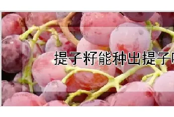 提子籽能种出提子吗