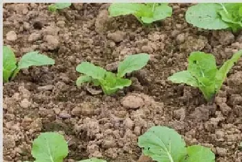 白菜种植技术与管理技巧