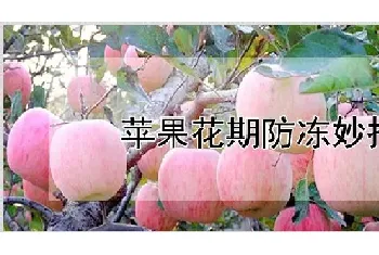 苹果花期防冻妙招