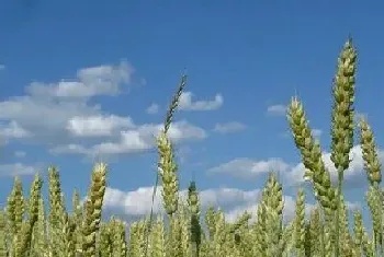 小麦是植物吗,属于单子叶禾本科植物?