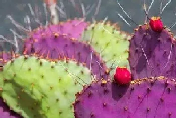 仙人掌是被子植物吗?仙人掌植物学介绍