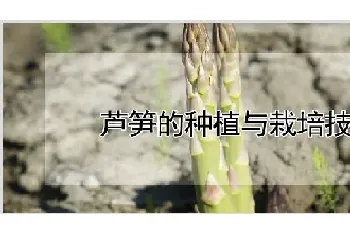 芦笋的种植与栽培技术