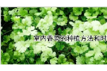 室内香菜的种植方法和时间