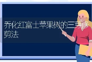 乔化红富士苹果树的三芽修剪法