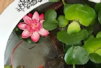 水芙蓉开花吗,开的花是什么样子的?