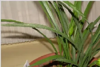 兰花种植技术 兰花的种植方法是什么？