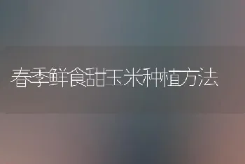 春季鲜食甜玉米种植方法