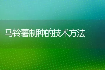 马铃薯制种的技术方法