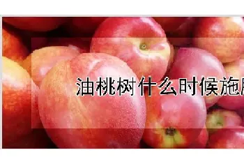 油桃树什么时候施肥