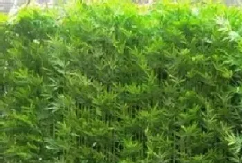 竹子几月份种植最好,什么时间栽种较适宜?