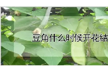 豆角什么时候开花结果