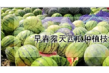 早春露天西瓜种植技术