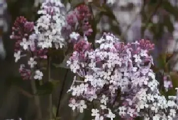 丁香花是什么季节开的花?