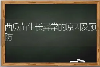 西瓜苗生长异常的原因及预防